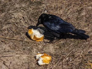 Can ravens eat fruit