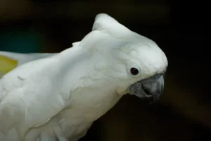 Do cockatoos migrate