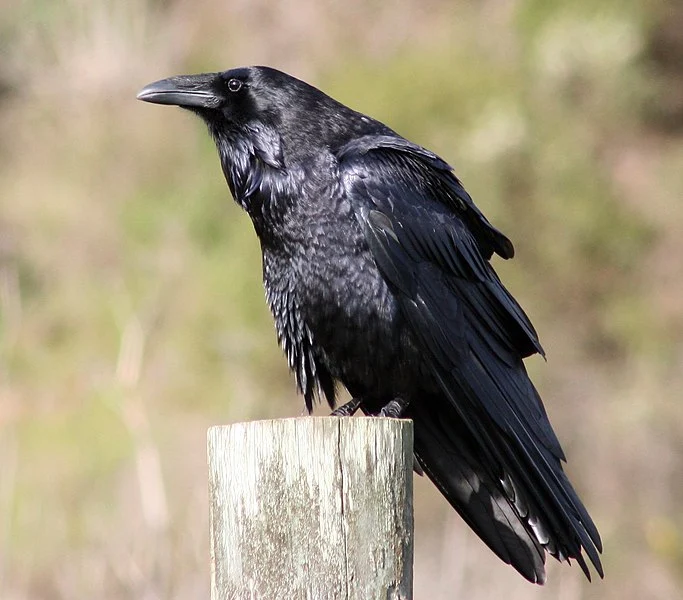 N Characteristics Of Ravens