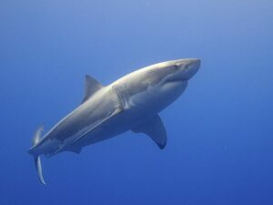 image of great white shark