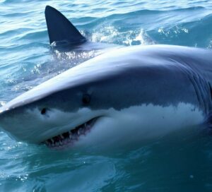 Great White Shark in San Diego