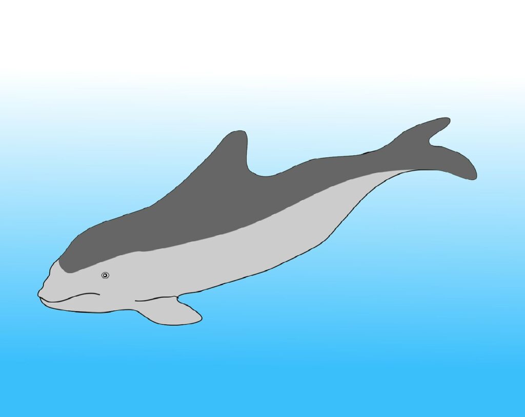 Will Porpoises Migrate