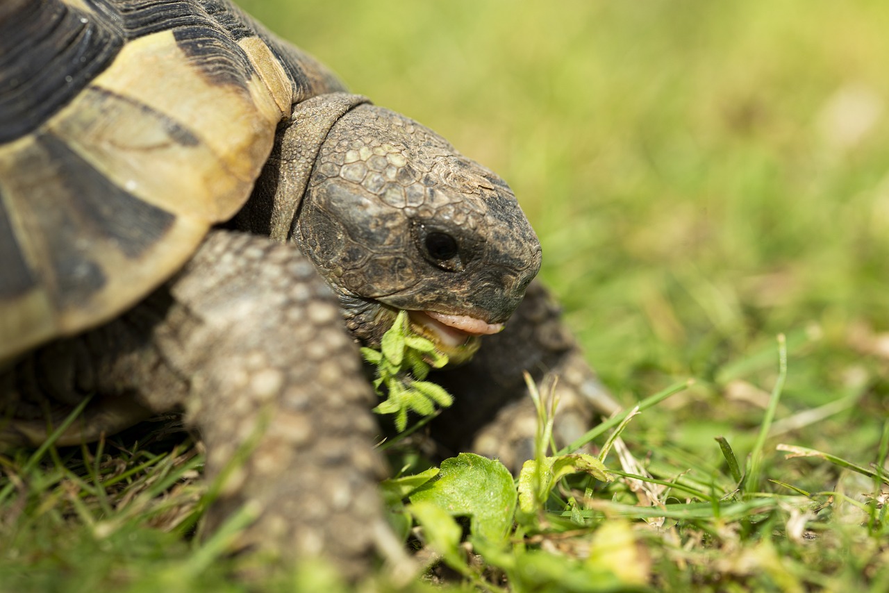 Can Sulcata Tortoises Eat Raspberries