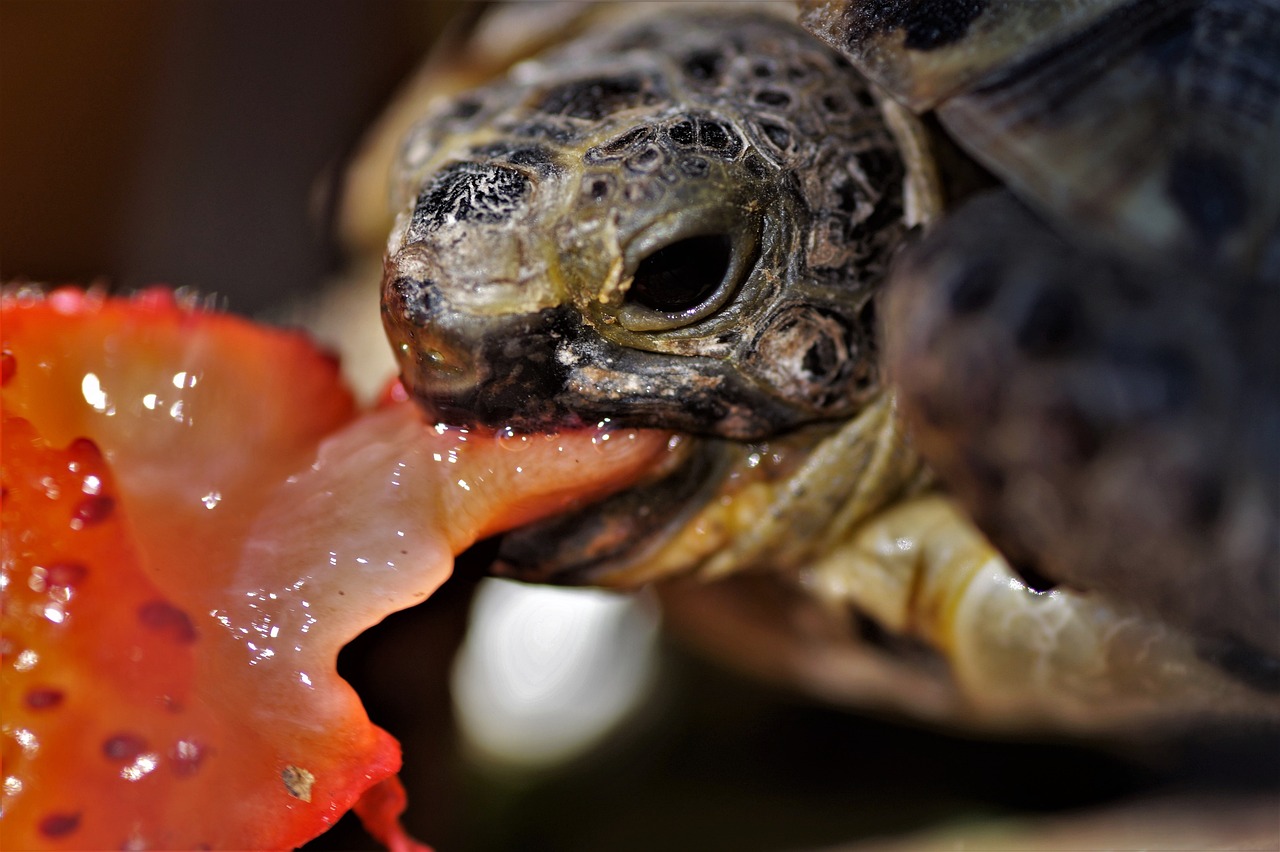 Can a Tortoise Eat Tomatoes