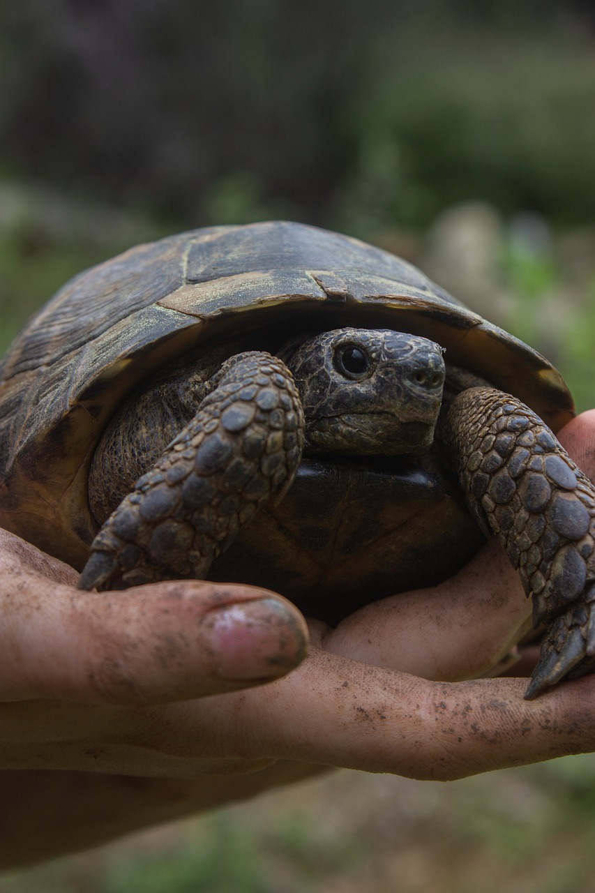 What is a Russian Tortoise?