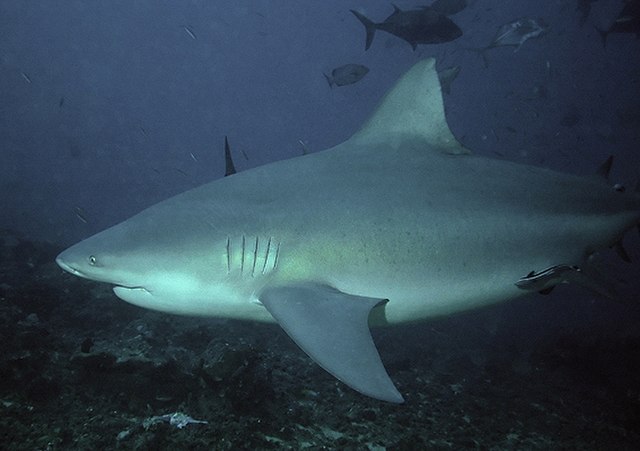 bull shark image